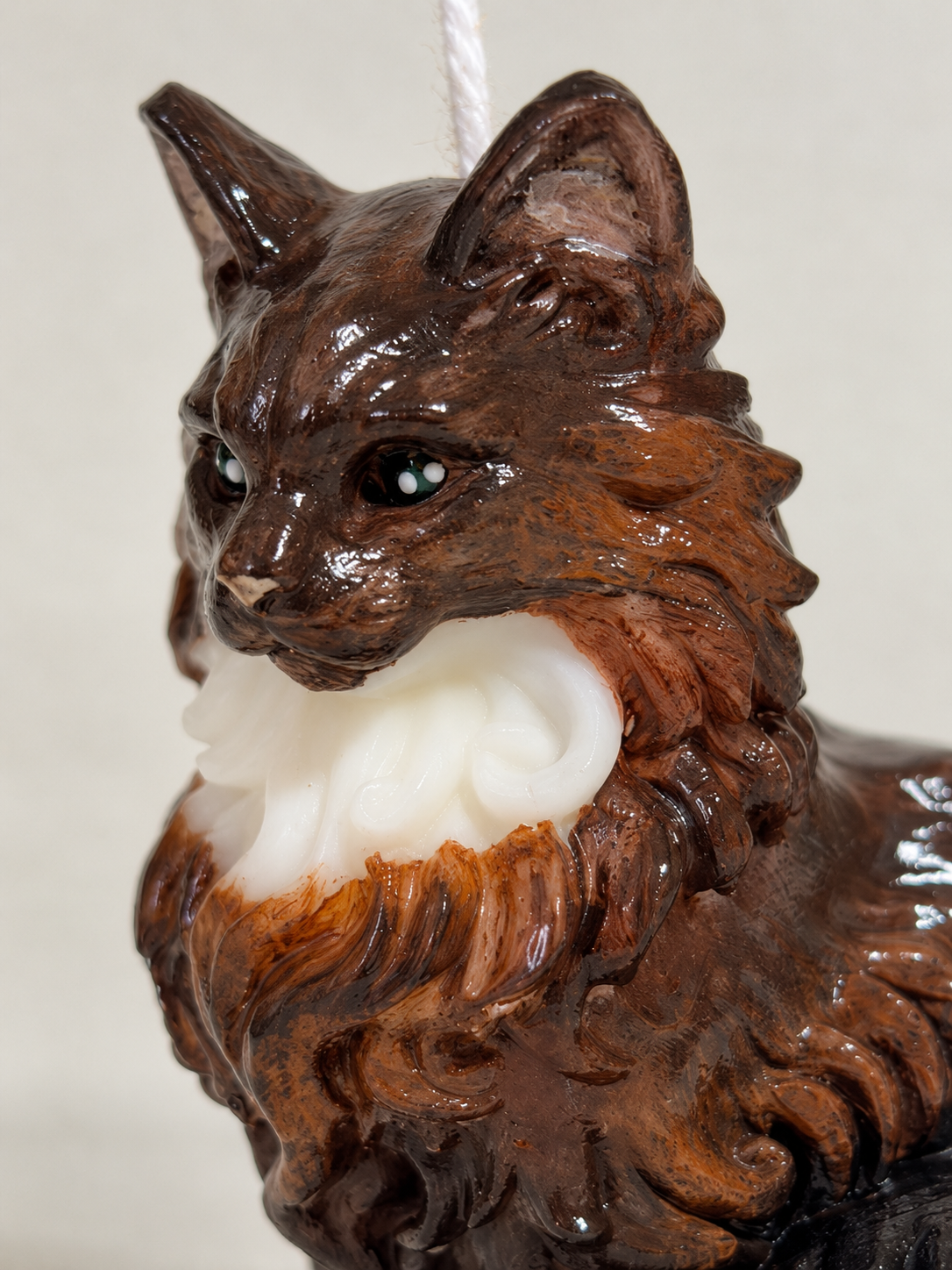 Maine Coon | S