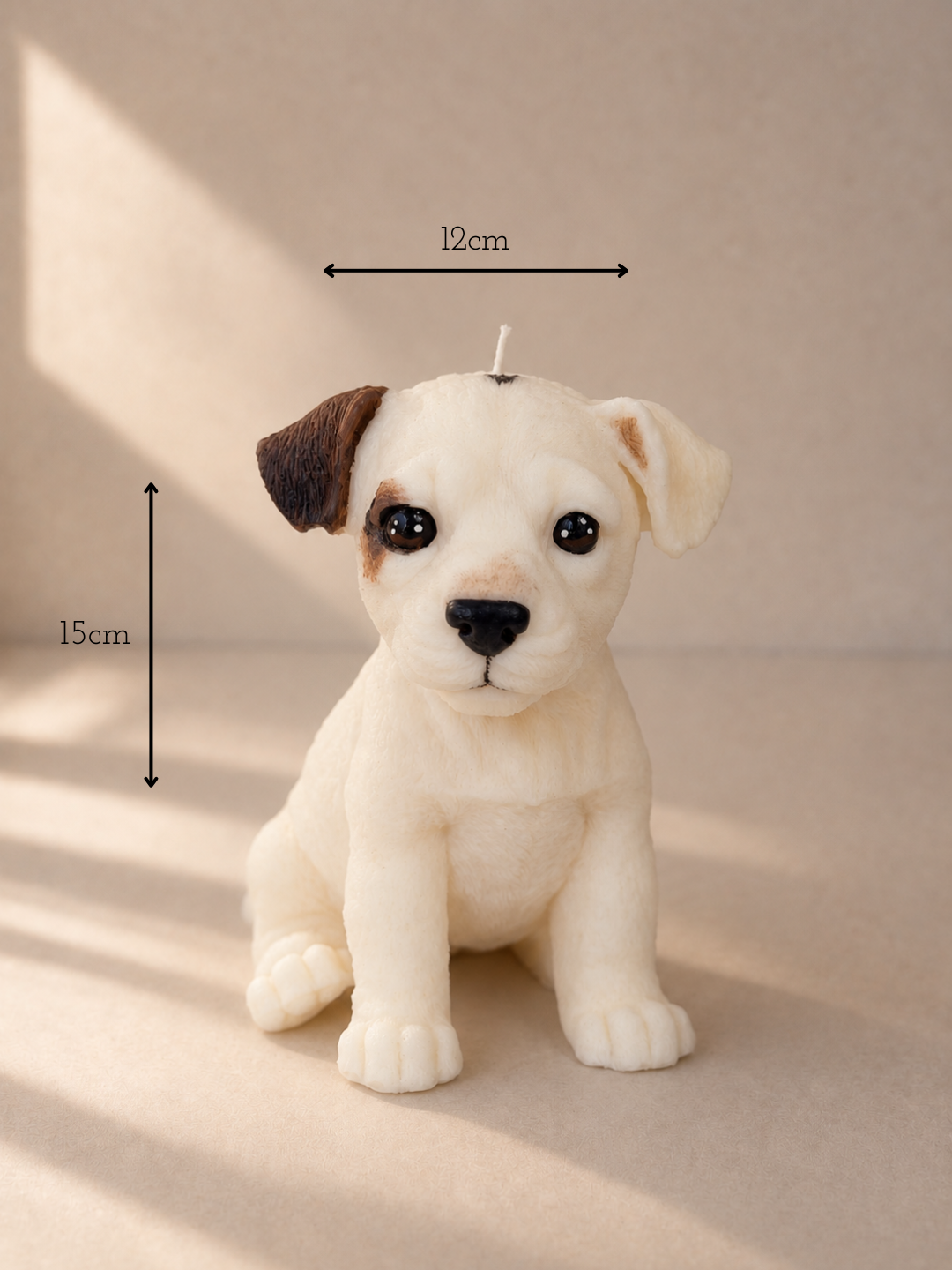 Misure di Jack Russell | XL