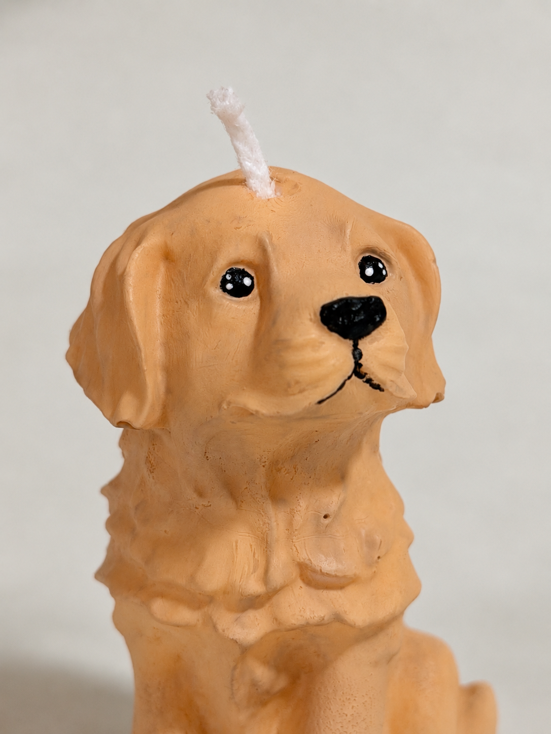 Golden Retriever S