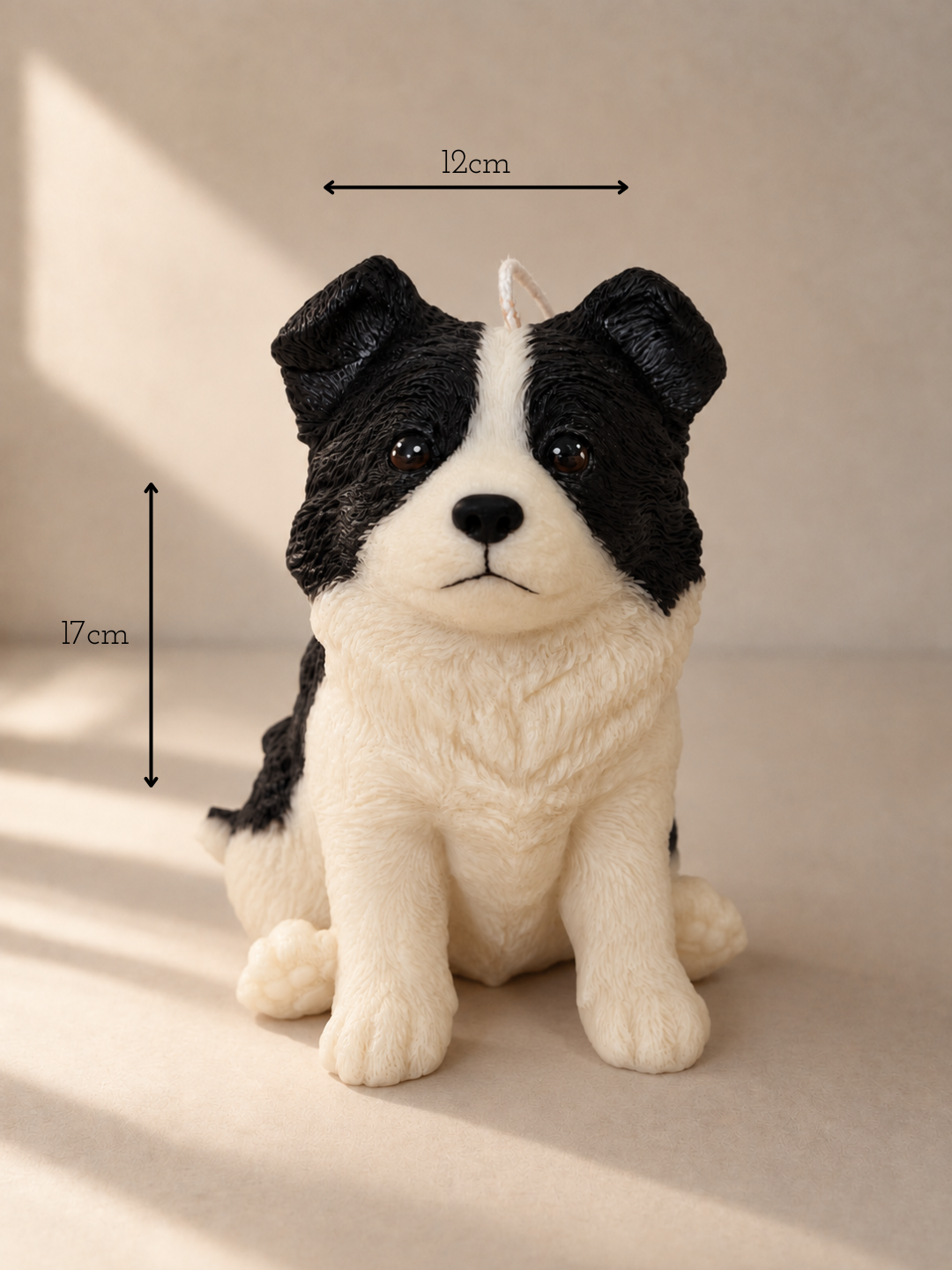 Misure di Border Collie | XL