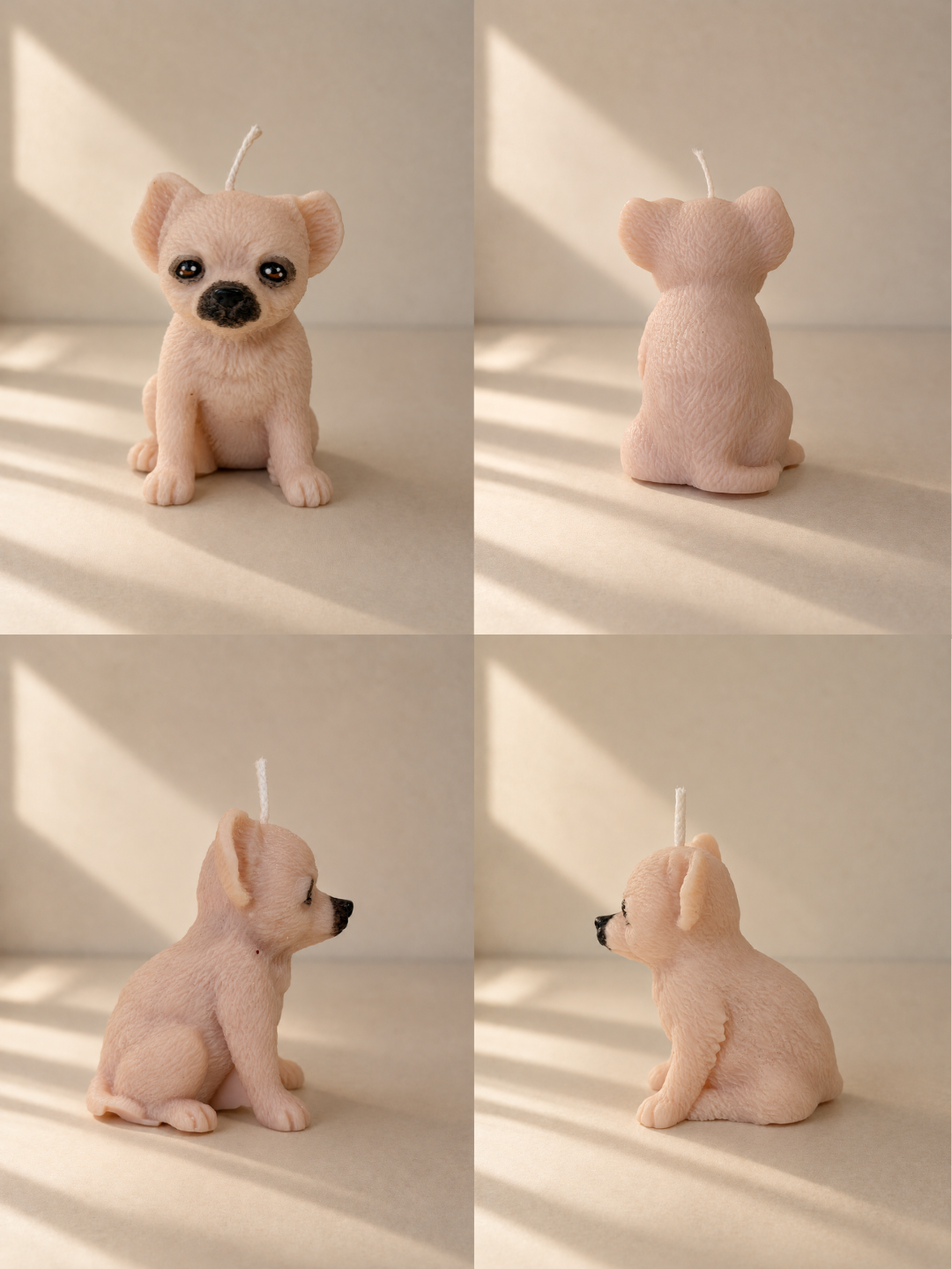 Chihuahua | S