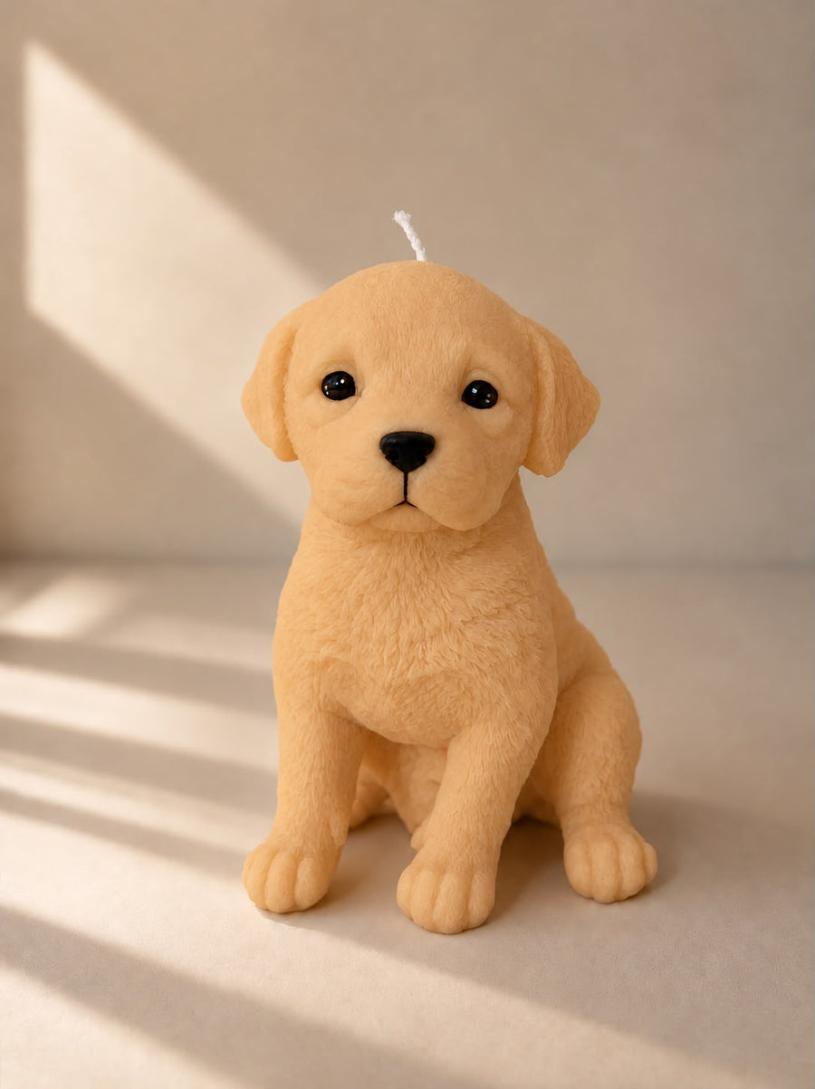 Labrador Retriever | XL