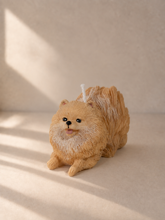 Volpino di Pomerania S