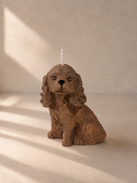 Cocker Spaniel S