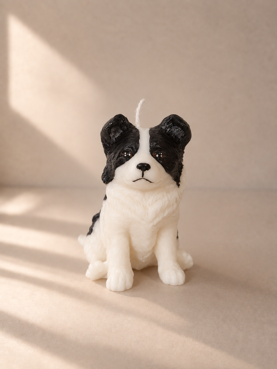 Border Collie S