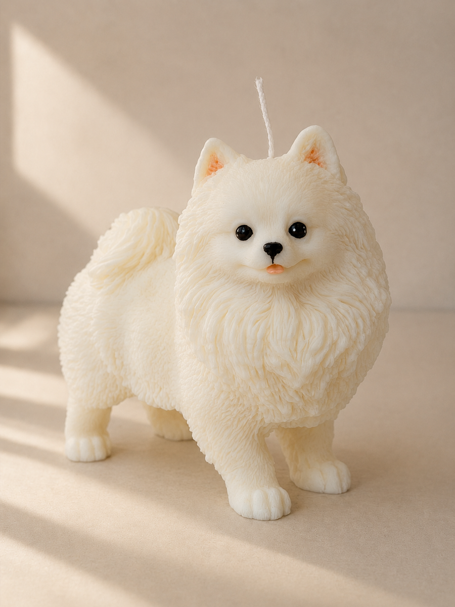 Volpino di Pomerania