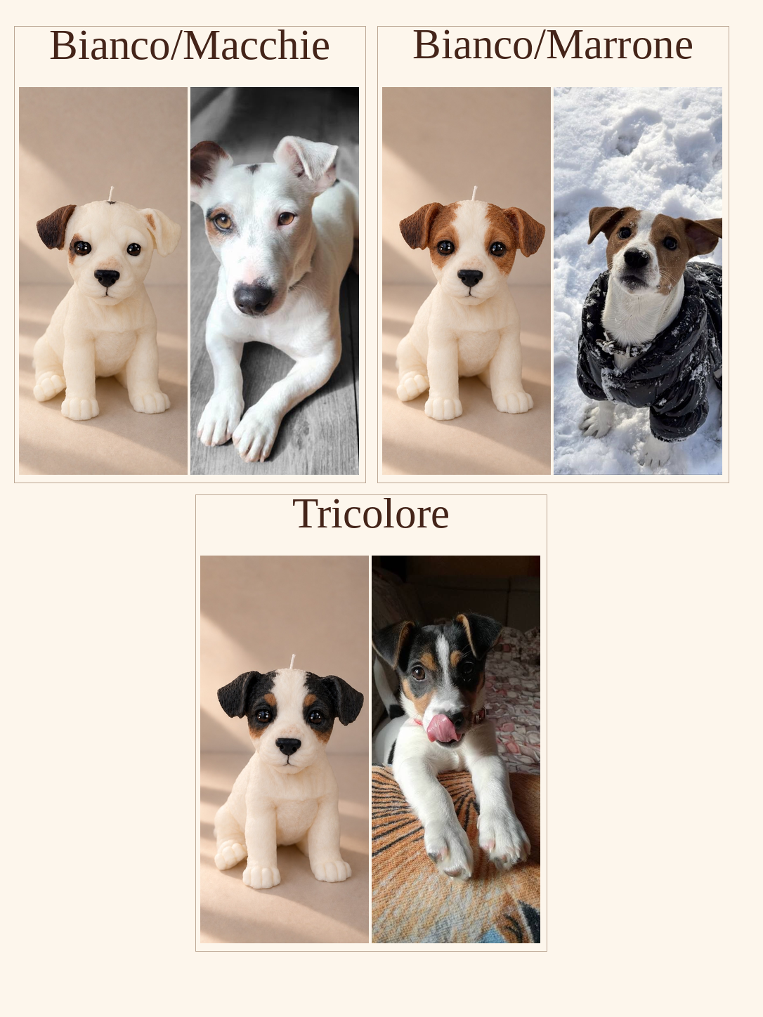 Esempi: Jack Russell | XL da ogni lato
