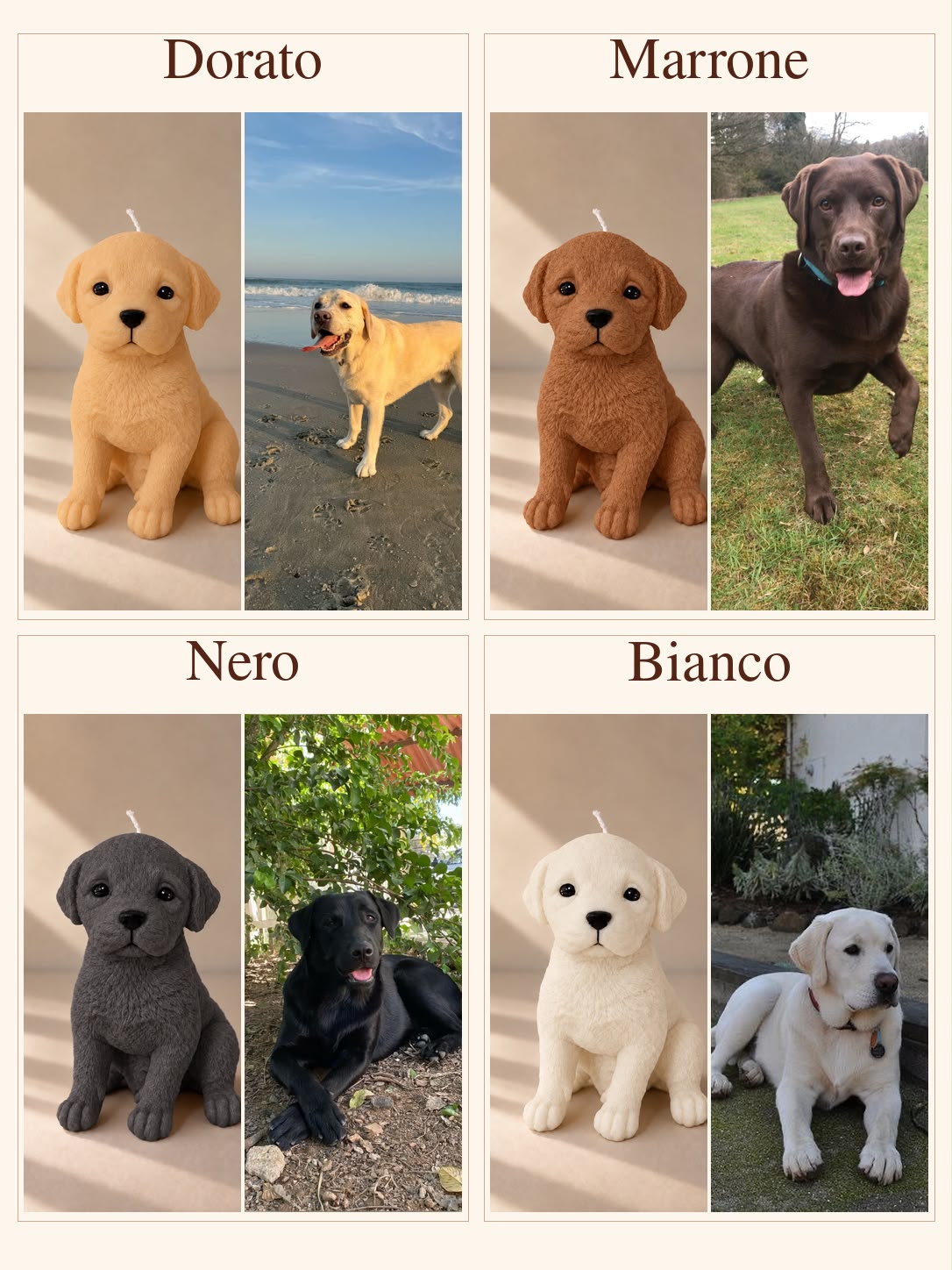 Esempi: Labrador Retriever | XL da ogni lato
