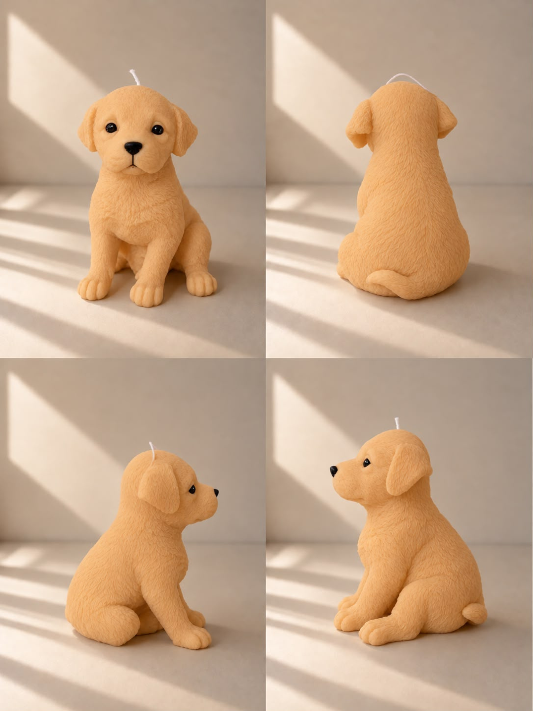 Labrador Retriever | XL