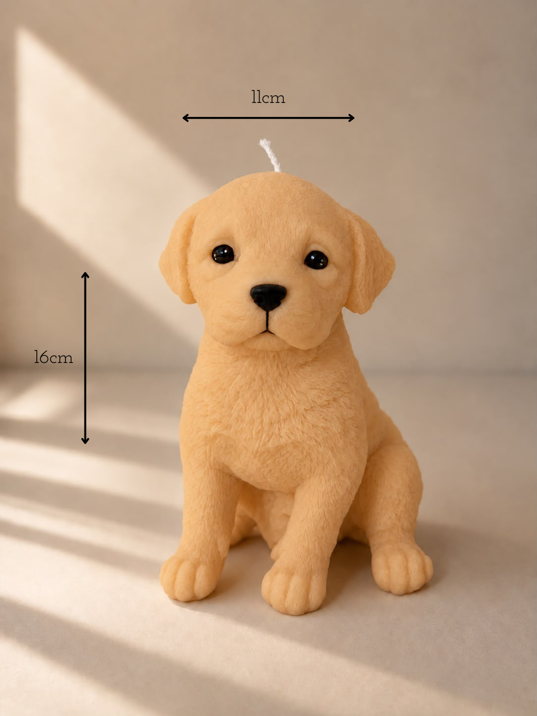 Misure di Labrador Retriever | XL