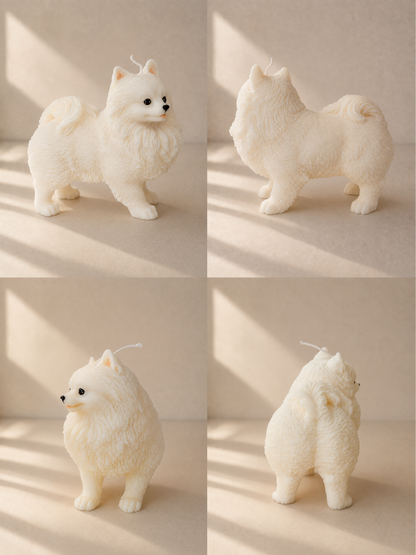 Volpino di Pomerania