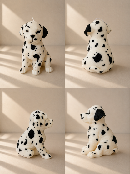Dalmata