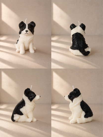 Border Collie S