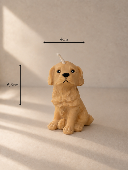 Golden Retriever S
