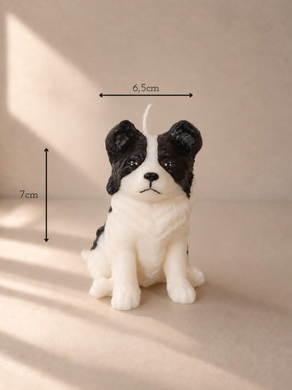Border Collie S