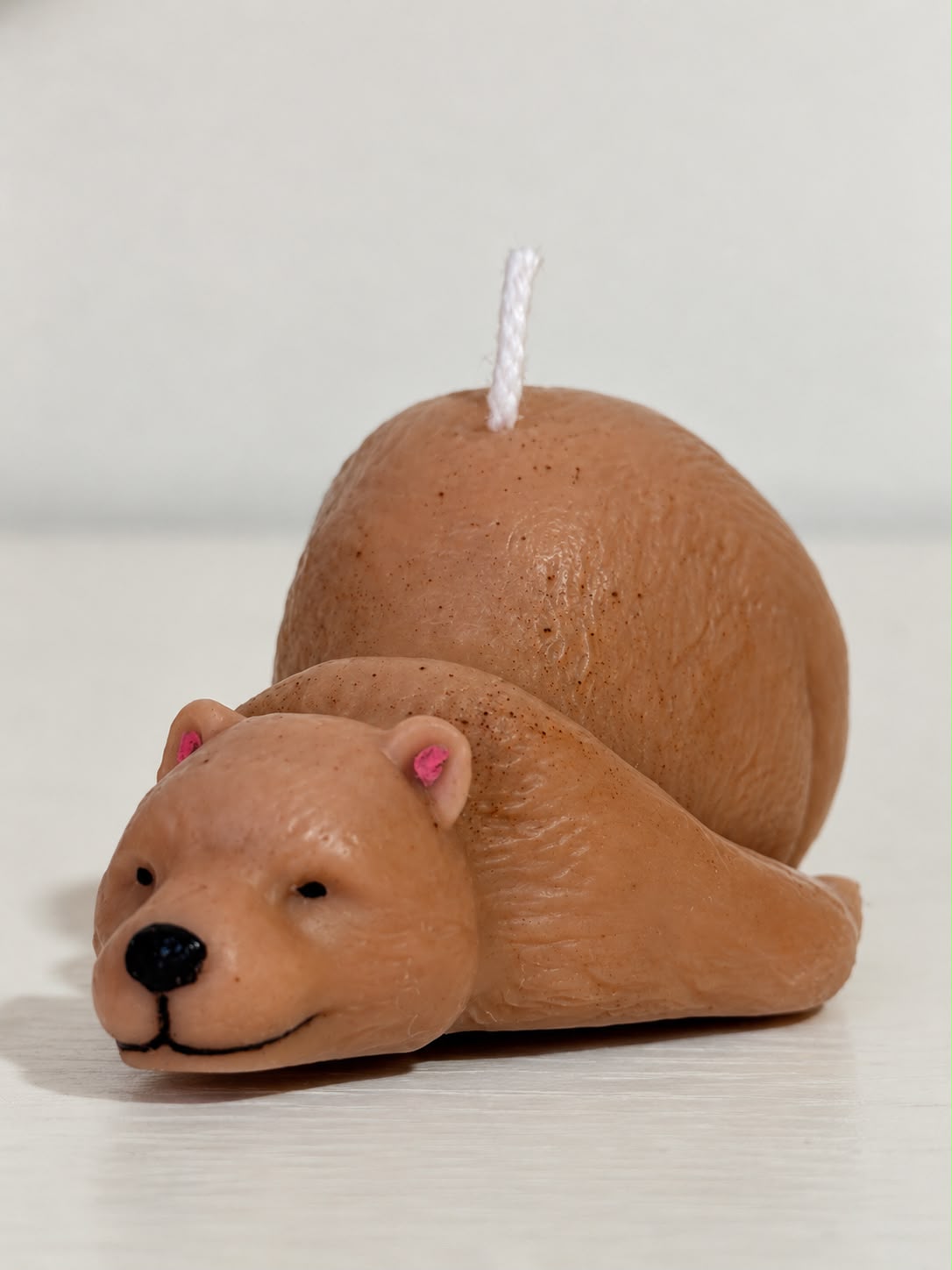Orso bruno