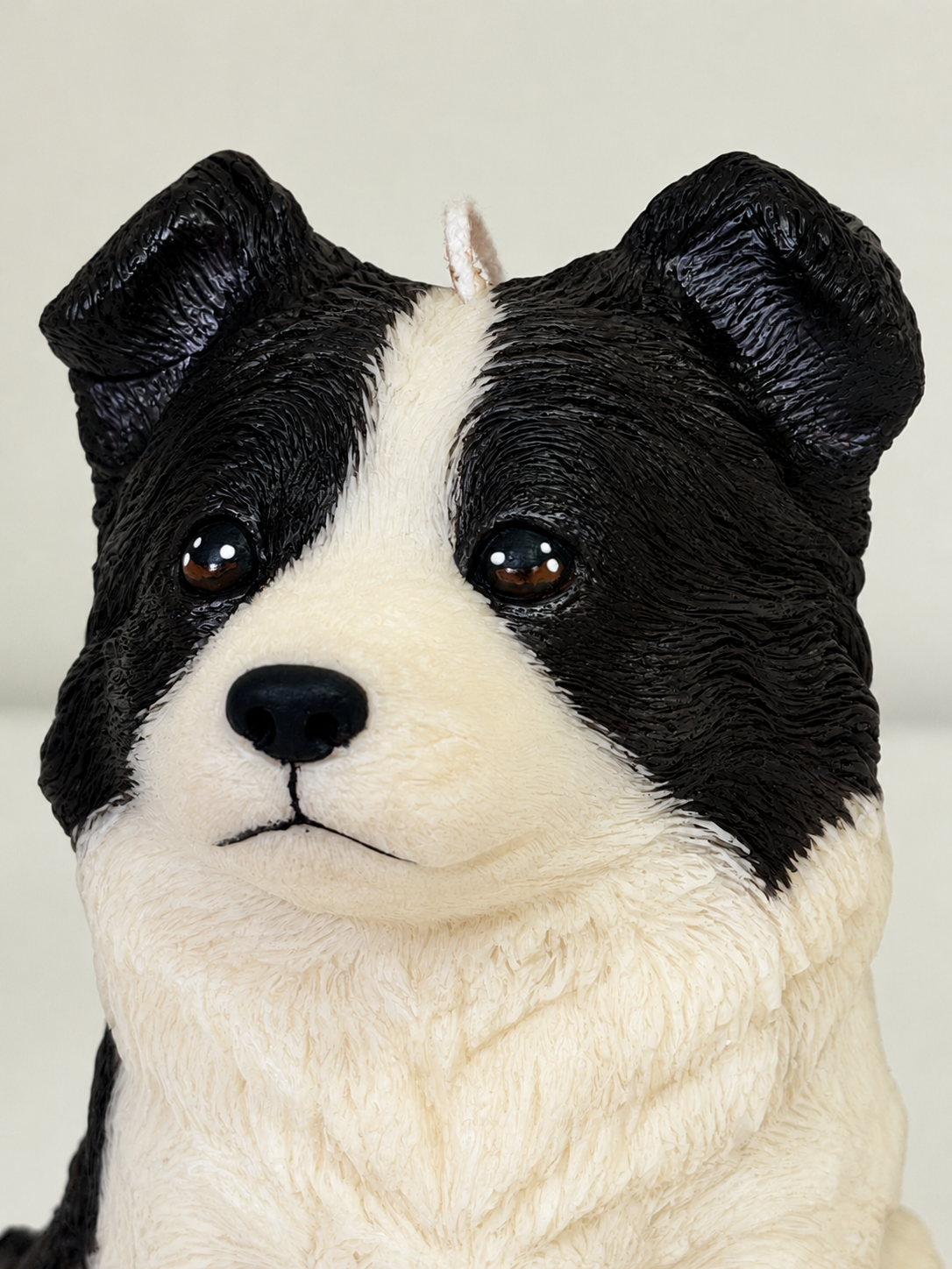 Border Collie | XL
