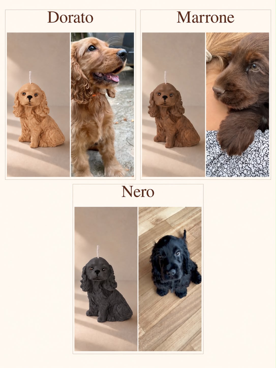 Cocker Spaniel S