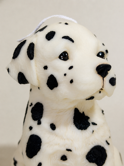 Dalmata
