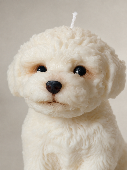 Maltese