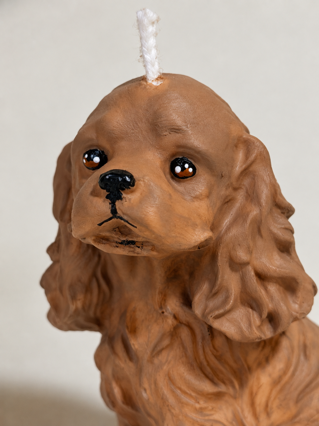 Cocker Spaniel S