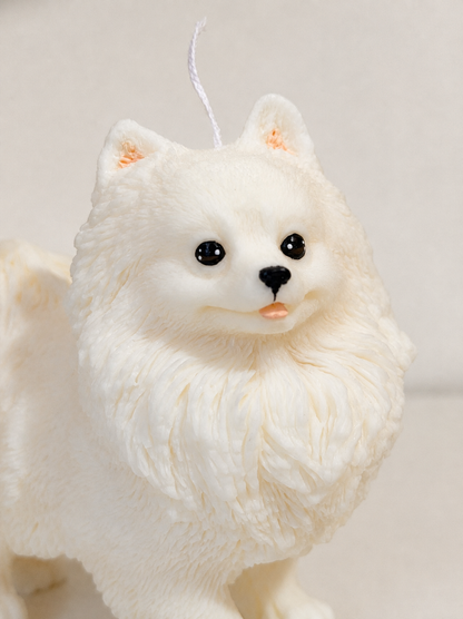 Volpino di Pomerania