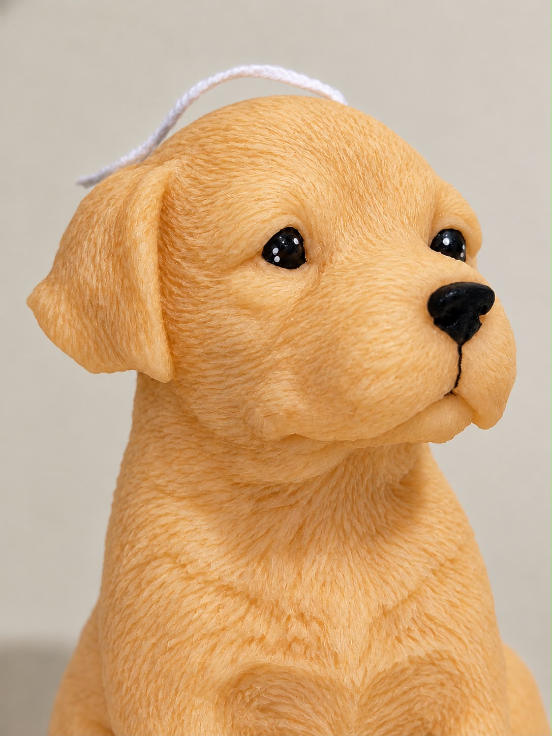 Labrador Retriever | XL