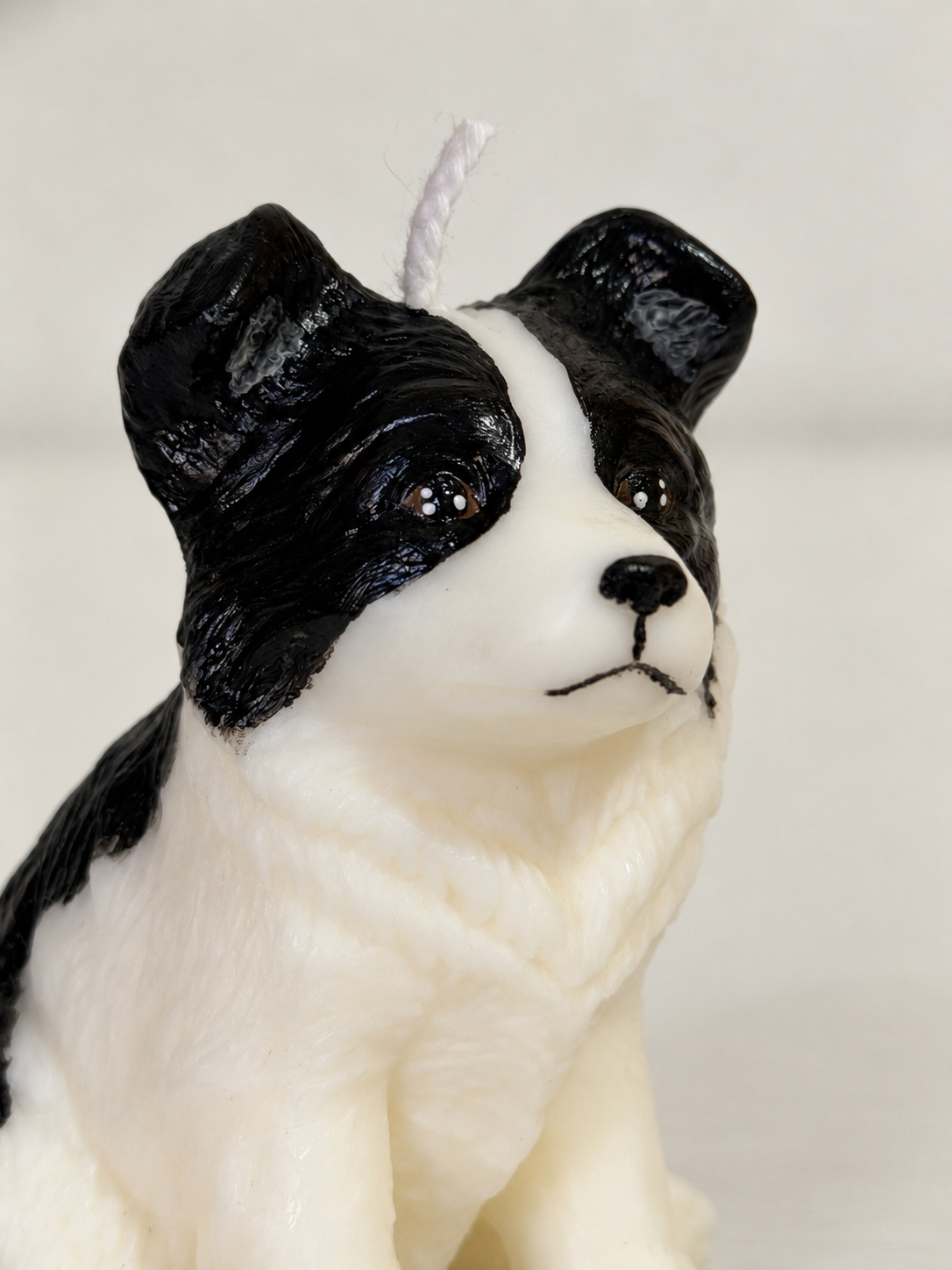 Border Collie S